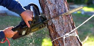 Best Tree Risk Assessment  in Westhaven Moonstone, CA