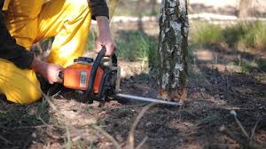 Westhaven Moonstone, CA Tree Care Company