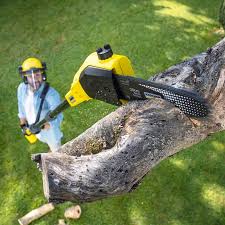Tree and Shrub Care in Westhaven Moonstone, CA