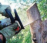 Best Commercial Tree Services  in Westhaven Moonstone, CA