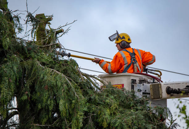 Best Hedge Trimming  in Westhaven Moonstone, CA