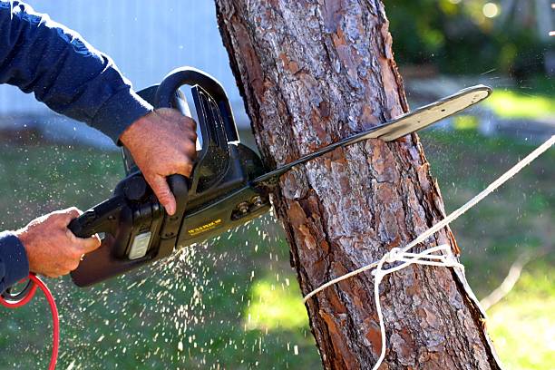 Best Tree Cabling and Bracing  in Westhaven Moonstone, CA