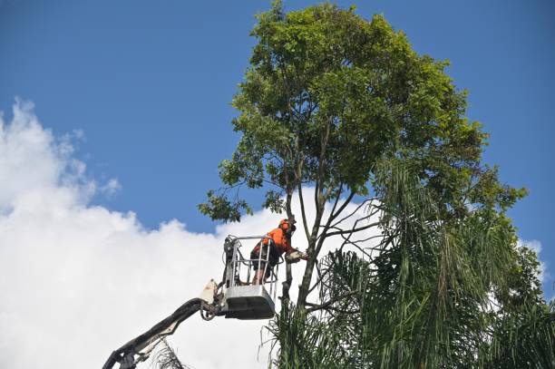 Best Utility Line Clearance  in Westhaven Moonstone, CA