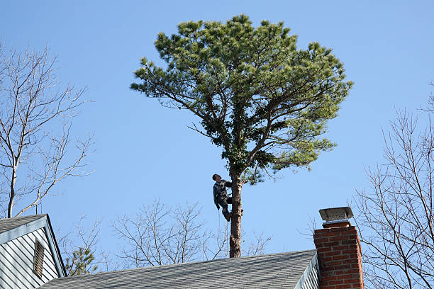Best Tree Health Inspection  in Westhaven Moonstone, CA