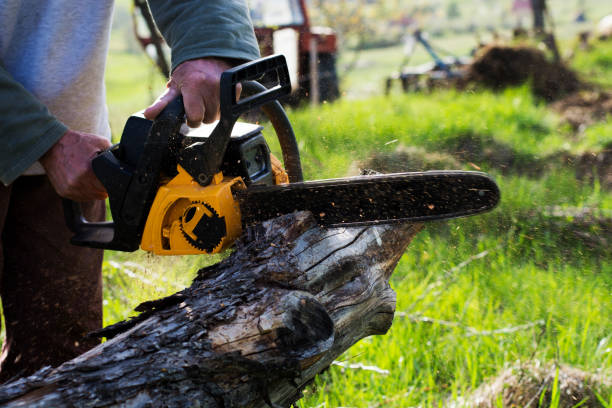 Best Fruit Tree Pruning  in Westhaven Moonstone, CA