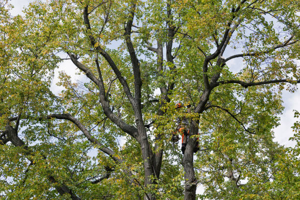 How Our Tree Care Process Works  in  Westhaven Moonstone, CA