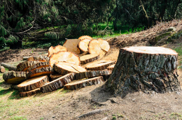 Best Hazardous Tree Removal  in Westhaven Moonstone, CA